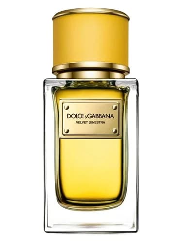 Frasco del perfume Velvet Ginestra de Dolce Gabbana — fragancia femenino